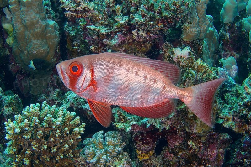Reef bigeye perch (Priacanthus hamrur)