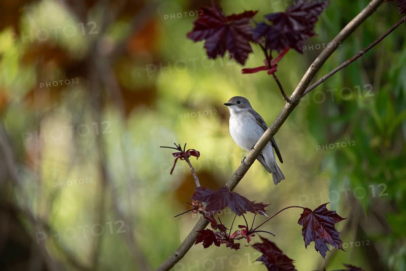 A pied flycatcher (Ficedula hypoleuca) on a branch with dark red leaves of a blood maple in a natural environment, Dümmer nature park Park, Lower Saxony, Germany