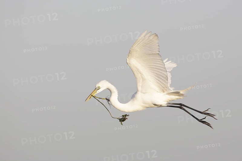 Great Egret (Ardea alba) flying with nesting material, Texas, USA