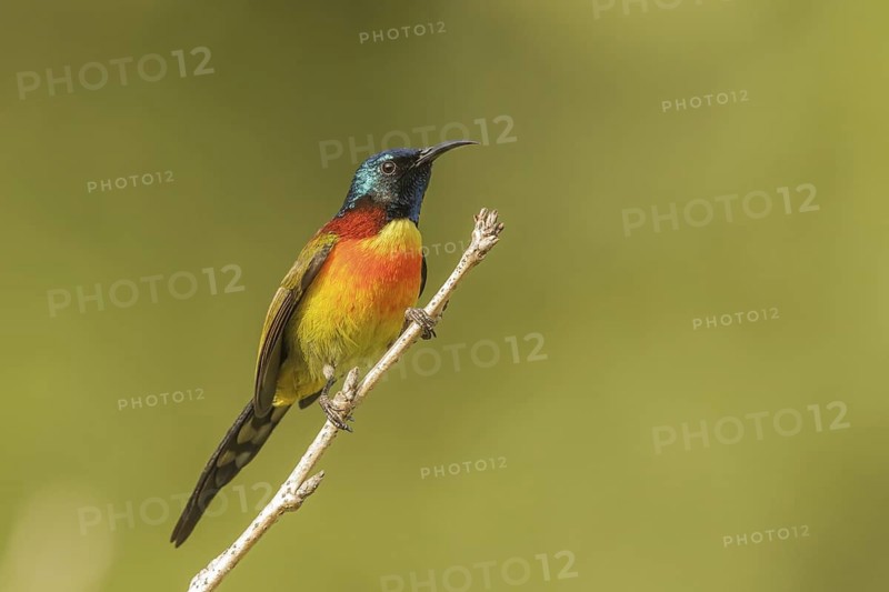 Green-tailed Sunbird (Aethopyga nipalensis) male, Doi Inthanon, Thailand