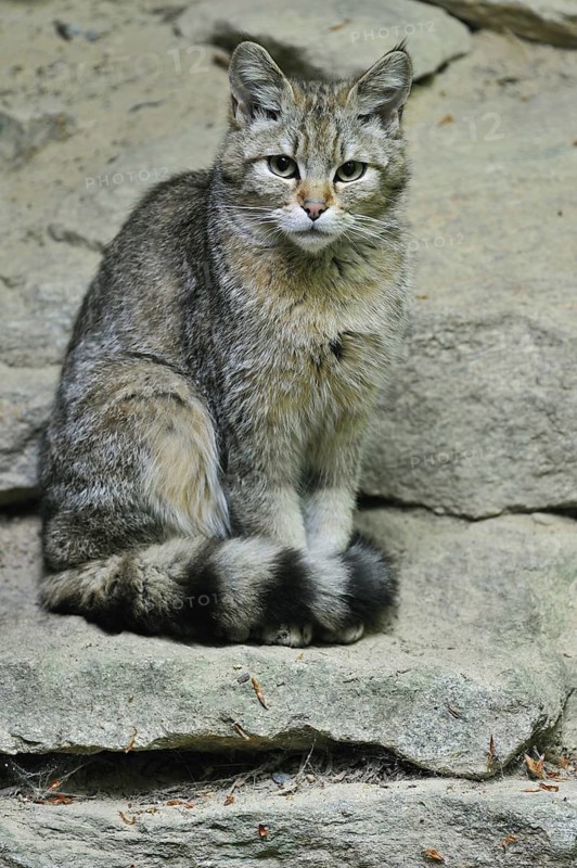 Young Wild cat (Felis silvestris) sitting on rock, Bavarian Forest, Germany