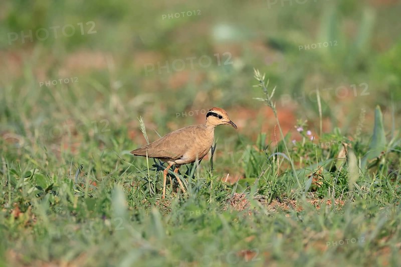 Temminck's Racer (Cursorius temminckii), adult, running, foraging, Mokala National Park, South Africa
