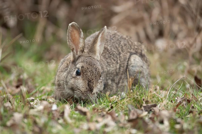 Rabbit (Oryctolagus cuniculus) adult animal eating grass, England, United Kingdom