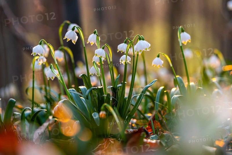 Group of blooming spring knotflowers (Leucojum vernum), also known as marsh fritillaries, in the warm evening backlight on the ground of a deciduous forest, Lower Saxony, Germany