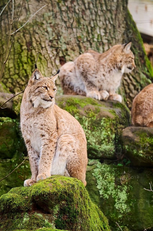 Eurasian lynx (Lynx lynx) sitting on a rock, Bavaria, Germany