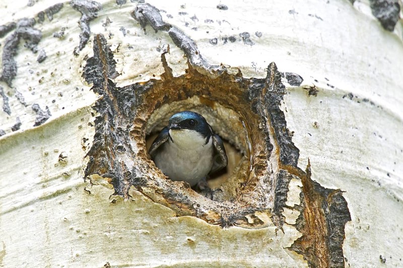 Tree Swallow Tachycineta bicolor east of Beaver, Utah, United States 4 July Adult Male in nest hole in Quaking Aspen tree. Hirundinidae