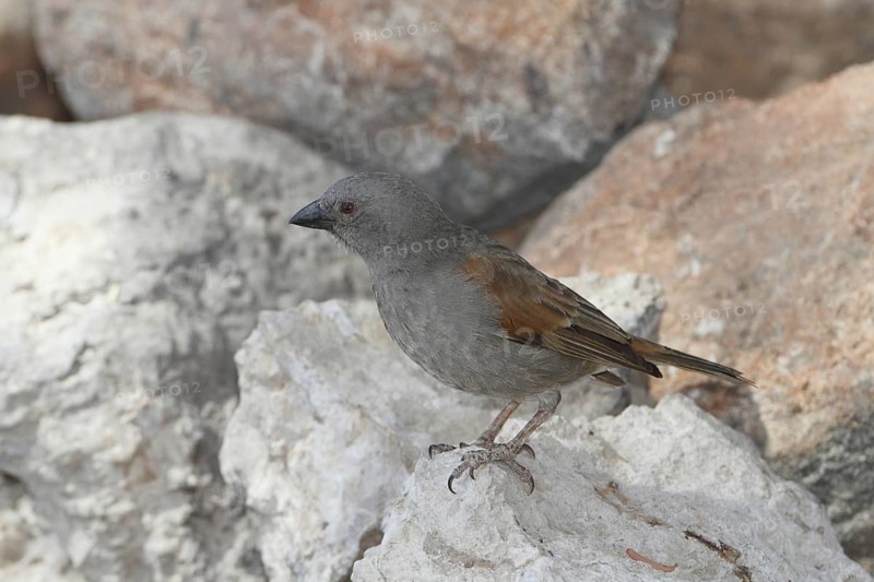 Parrot-billed Sparrow (Passer gongonensis), Samburu, Kenya