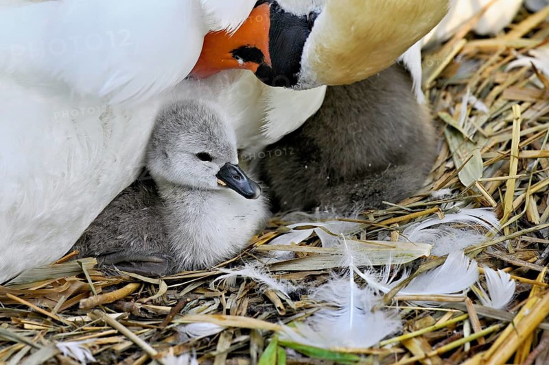 Mute swan (Cygnus olor), female with newly hatched chicks sitting on nest, Cham, Lake Zug, Canton Zug, Switzerland