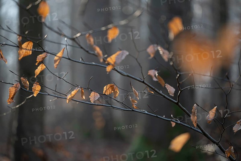 European beech (Fagus sylvatica), discoloured leaves and branches, shallow depth of field, Hainich National Park, Türingen, Germany