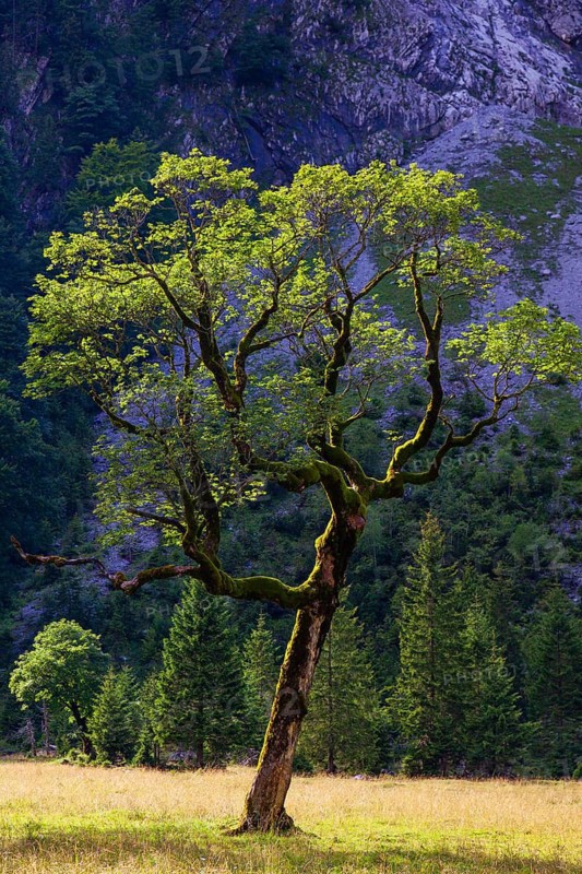 Nature conservancy area Grosser Ahornboden. Sycamore maple trees, Acer pseudoplatanus, in summer. Karwendel mountains, Austria