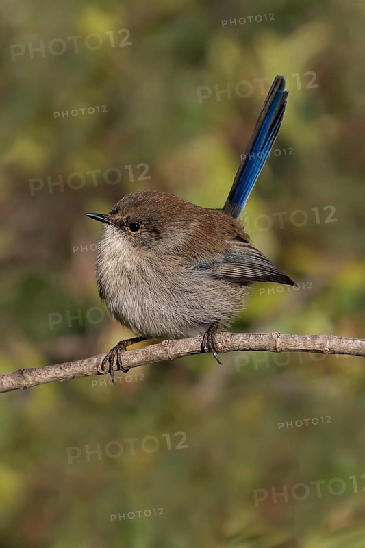 Superb Fairywren (Malurus cyaneus) female perched on a branch, Australia
