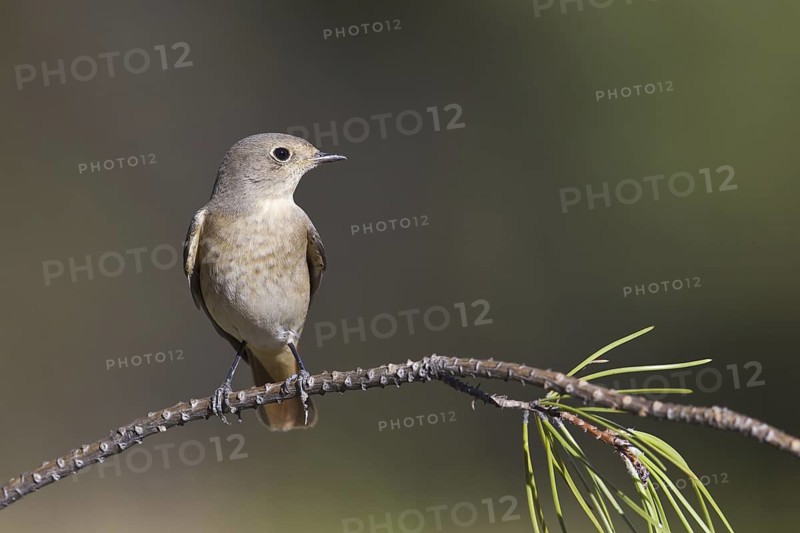 Common Redstart (Phoenicurus phoenicurus) female, Portugal