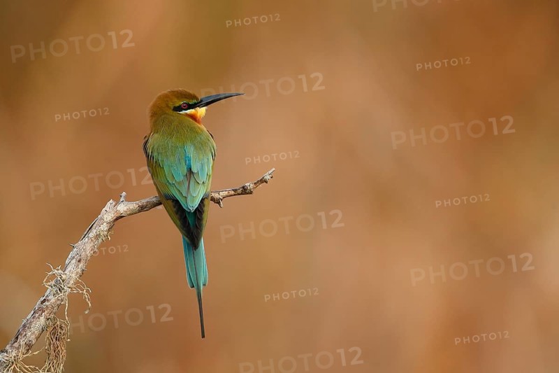 Blue-tailed Bee-eater (Merops philippinus), Sri Lanka