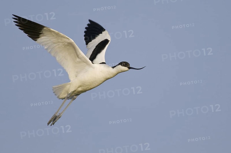 Pied Avocet (Recurvirostra avosetta) flying, Texel, Netherlands