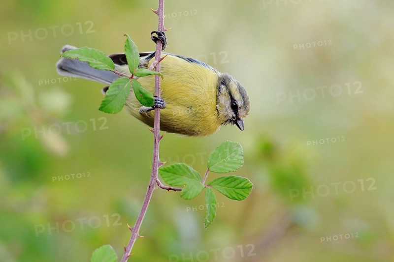 Eurasian Blue Tit (Cyanistes caeruleus) juvenile perched on a twig, Andalusia, Spain