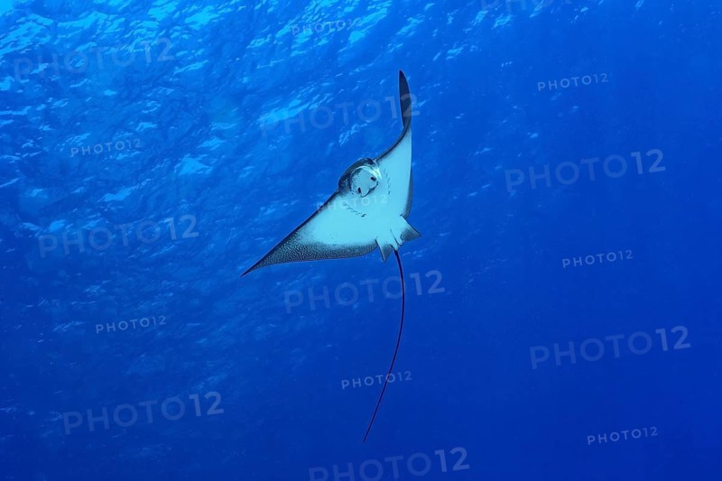 A graceful spotted eagle ray glides effortlessly through the crystal-clear waters of the Maldives, showcasing its distinctive patterns against the deep blue sea, embodying oceanic beauty