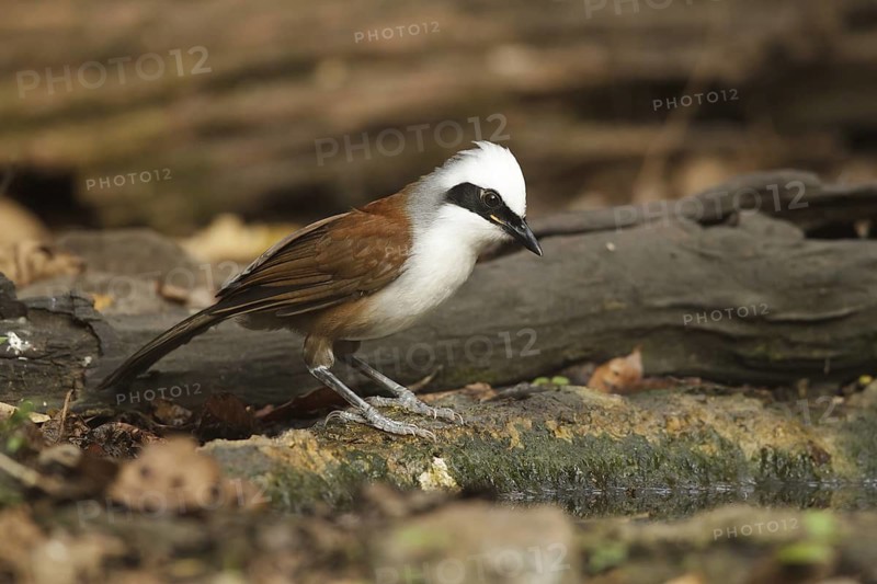 White-crested Laughingthrush (Garrulax leucolophus), Kaeng Krachan, Thailand