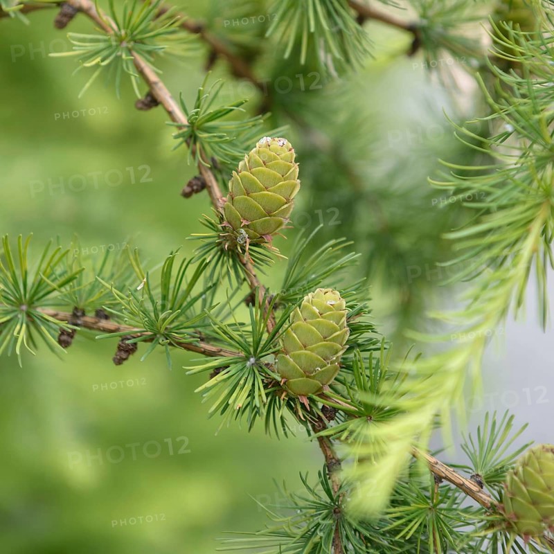 European larch (Larix decidua), viewing garden University of Applied Sciences W, Germany