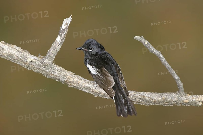 Painted Redstart Myioborus pictus Chiricahua Mountains, Cochise County, ARIZONA, United States 4 June Adult Parulidae