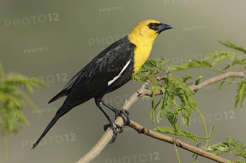 Yellow-headed Blackbird (Xanthocephalus xanthocephalus) male, Montana, USA