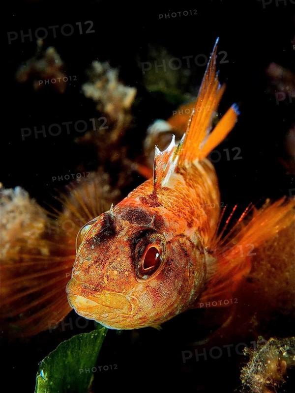 Black-faced blenny (Tripterygion delaisi)