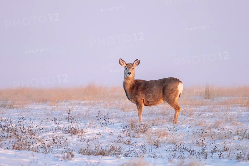 Rocky Mountain mule deer (Odocoileus hemionus, Cervus hemionus) doe foraging on snow covered prairie in winter, Saskatchewan in Western Canada