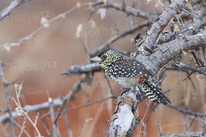 D'Arnaud's Barbet (Trachyphonus darnaudii), Masai Mara, Kenya