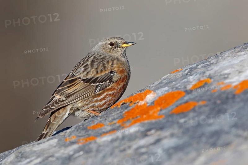 Alpine Accentor (Prunella collaris), Valais, Switzerland