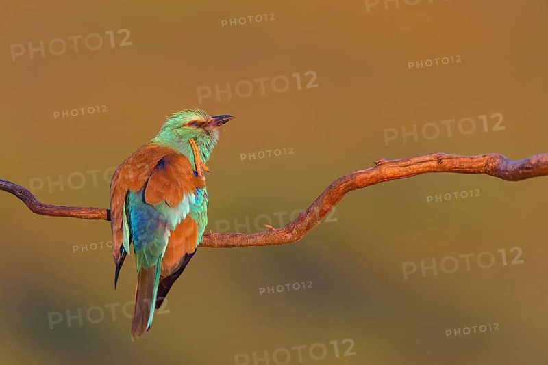 European roller (Coracias garrulus), on a perch