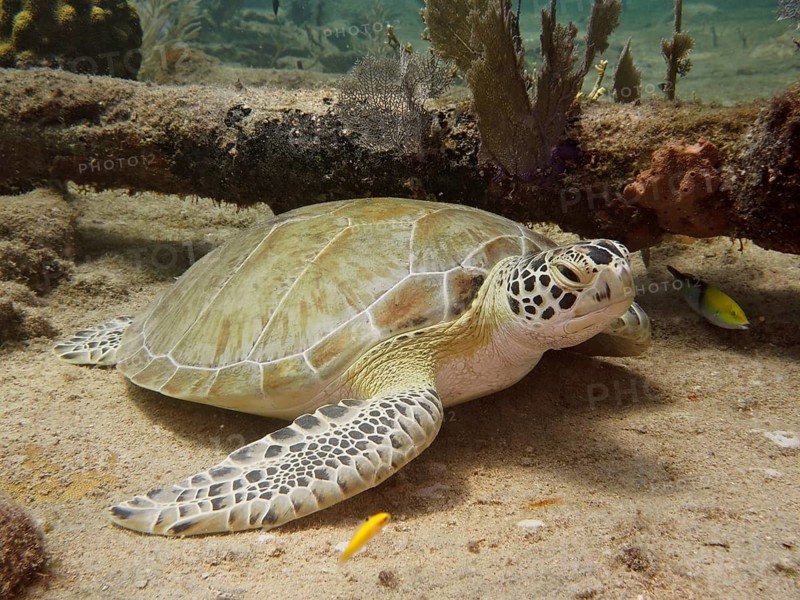 Green turtle (Chelonia mydas)