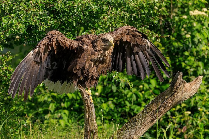Eagle with wings wide open on a tree trunk in the sun, white-tailed eagle (Haliaeetus albicilla), France