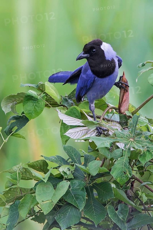 Violaceous Jay (Cyanocorax violaceous) perched on a branch in Manu National Park, Peru