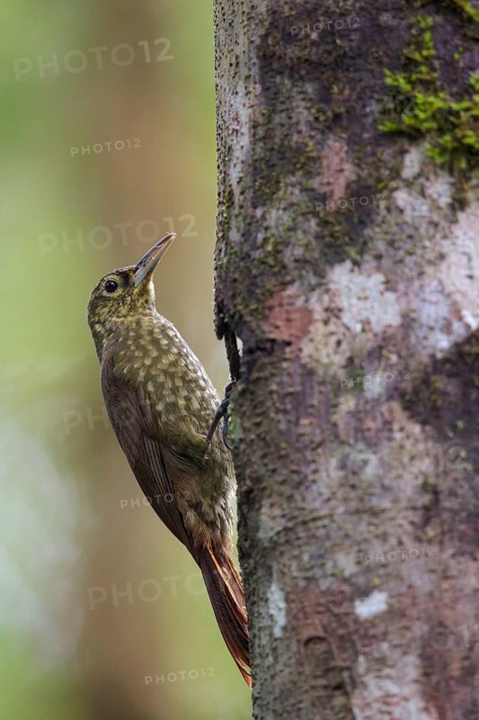 Spotted Woodcreeper (Xiphorhynchus erythropygius) perched on a branch in Ecuador