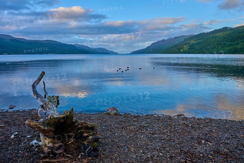 Rocky beach on lake with driftwood and reflecting water surface in cloudy sky, Fort Augustus, Loch Ness, Scotland, United Kingdom, Great Britain