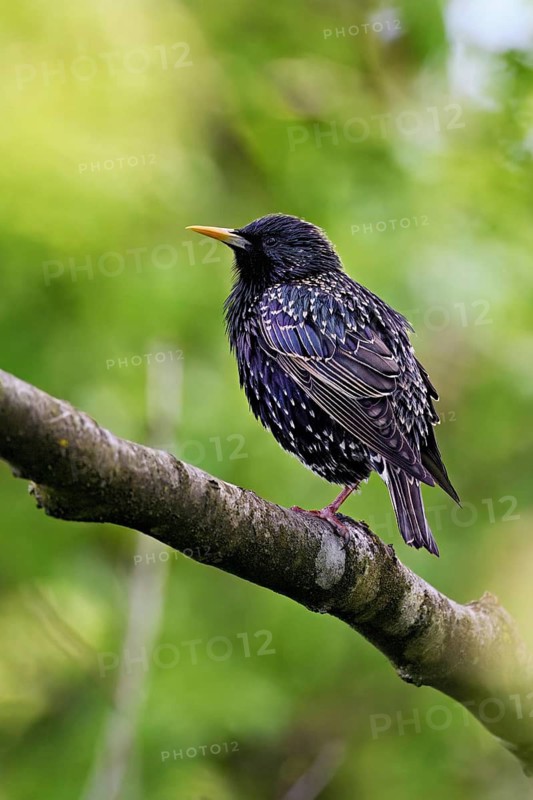 Starling (Sturnus vulgaris, sitting on a branch, Flachsee nature reserve, Reusstal, Freiamt, Canton Aargau, Switzerland