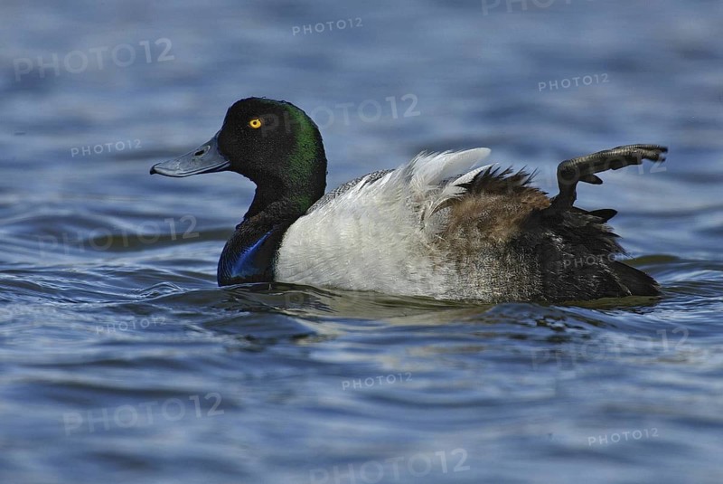 Greater Scaup (Aythya marila), Manitoba, Canada