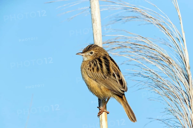 Cisticola, (Zitting Cisticola), Cisticola warbler, songbird, family of warbler species, perching warbler, Israel