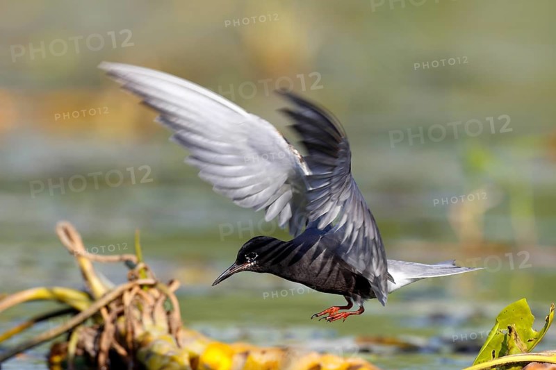 Black Tern (Chlidonias niger) flying, Mecklenburg-Western Pomerania, Germany