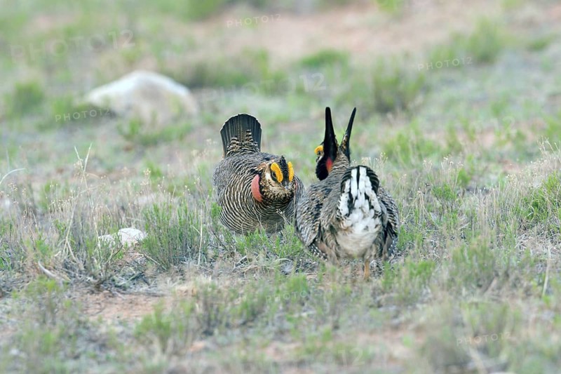 Adult male prairie-chicken displaying at lek with other males. Males gather together in groups to compete for and attract females that are ready to breed. The female chooses the best male of the group, an example of female choice among birds. The male inflates his red throat pouch, erects yellow feathers above the eyes, lifts the long feathers at the back of his neck, and stamps his feet while booming. Lesser Prairie-Chicken Tympanuchus pallidicinctus Milnesand, New Mexico, USA 11 May Adult males threatening each other while displaying Phasianidae