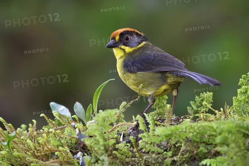 Bolivian Brush Finch (Atlapetes rufinucha) perched on a branch in Bolivia, South America