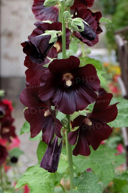 Hollyhock (Alcea rosea 'Blacknight'),  Germany