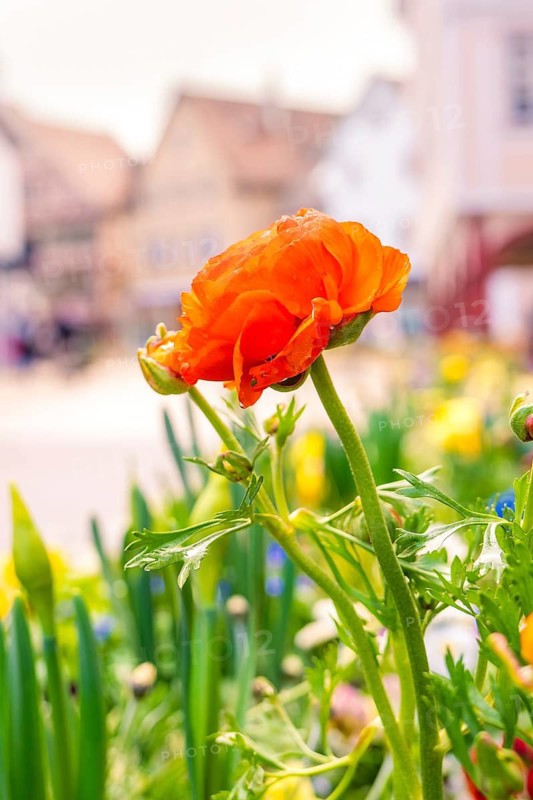 A bright red flower in a sea of flowers with soft lighting in an urban setting, Nagold, Calw district, Germany