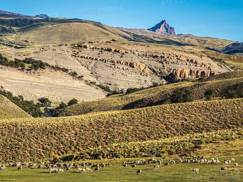 Flock of sheep grazing in arid landscape, peak of mountain Cerro Zeballos in the back, volcanic rock formations, at road Ruta 41, Los Antiguos - Paso Roballo, Argentina