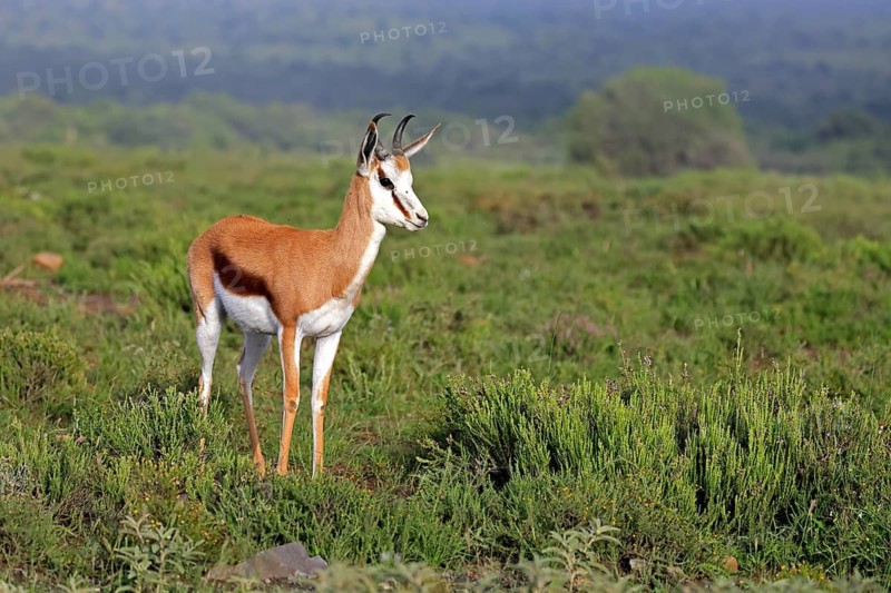 Springbok (Antidorcas marsupialis), adult, male, foraging, alert, Mountain Zebra National Park, Eastern Cape, South Africa