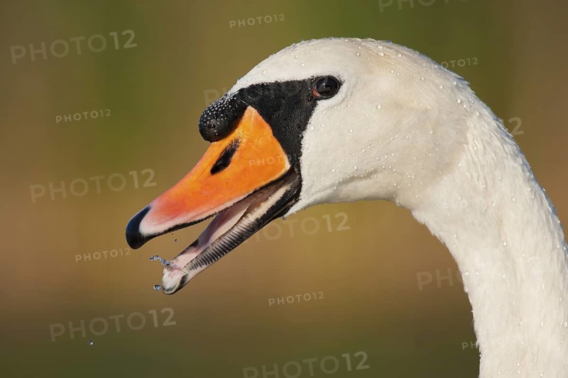 Mute Swan (Cygnus olor), Berlin, Germany