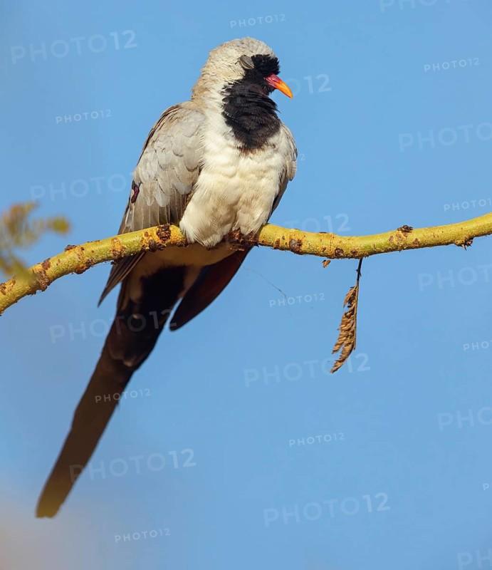 Cape Dove, (Oena capensi), Road N4 to Kaolack, Firgui, Senegal