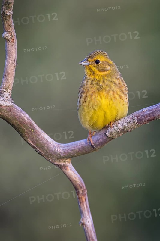 Yellowhammer (Emberiza citrinella) Bruant jaune, Escribano Cerillo, Ast, branch, Ormoz area, Ormoz, Podravska, Slovenia