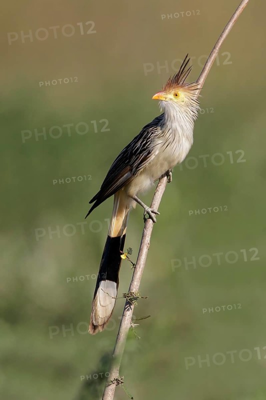 Guira Cuckoo (Guira guira) perched on a branch in the Pantanal region of Brazil