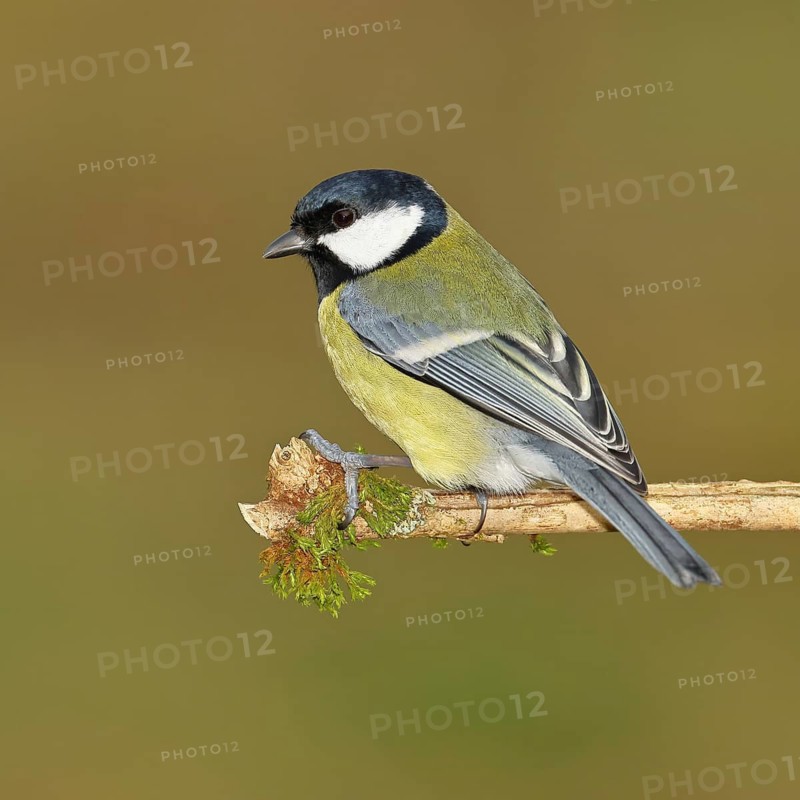 Great Tit (Parus major), sitting on a branch overgrown with moss and lichen, Wildlife, Animals, Birds, Tits, Wilnsdorf, North Rhine-Westphalia, Germany