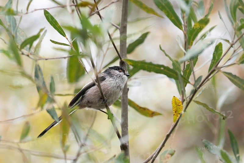 A Long-tailed tit, Aegithalos caudatus, sits gracefully among branches. This small, round bird displays its delicate plumage and distinctive long tail in a natural setting